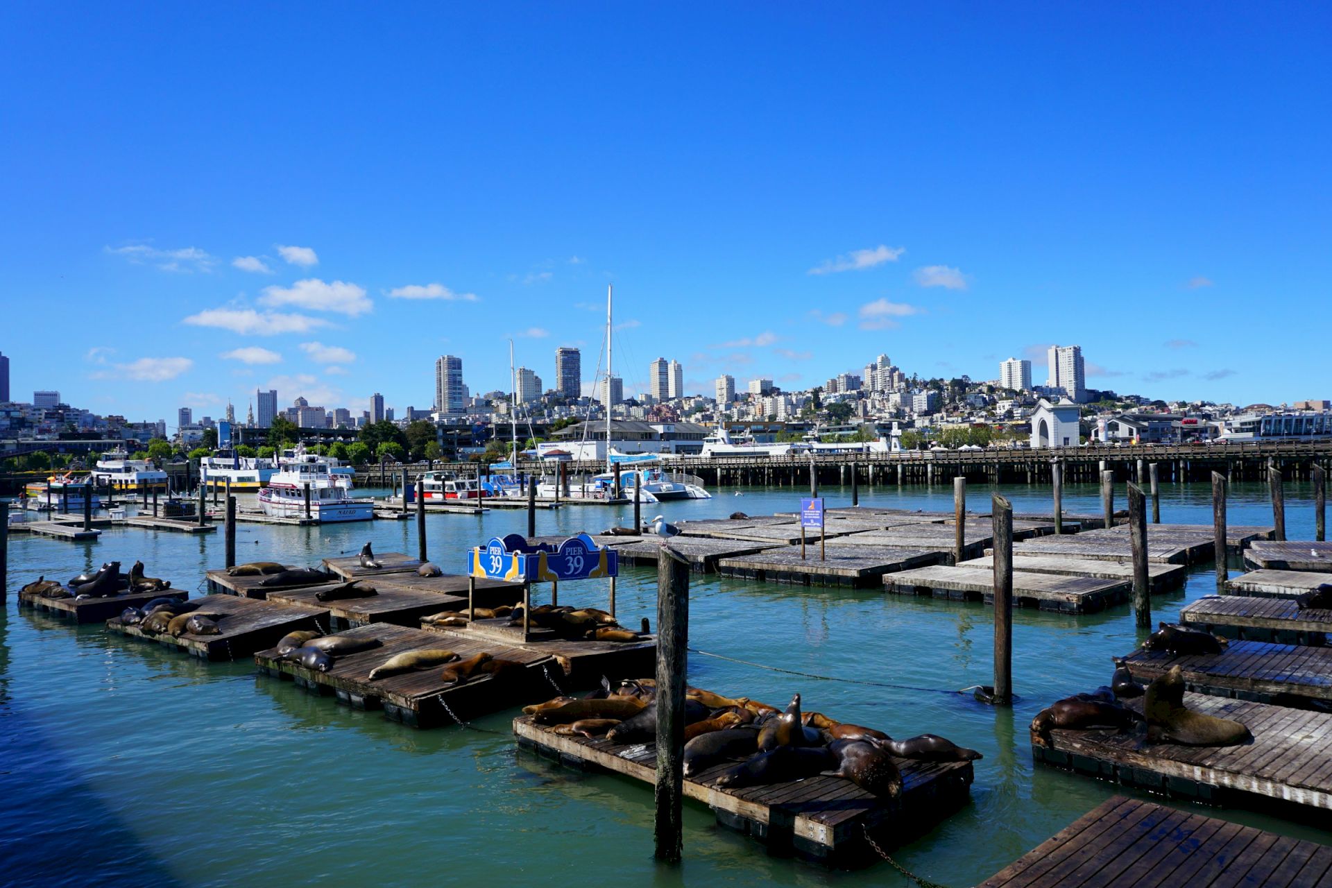 Sea lions bask on wooden piers by a marina, with boats and a city skyline under a bright blue sky.