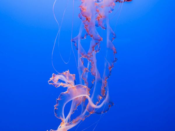 Pink jellyfish drifting in a deep blue aquarium tank