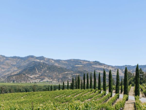 Napa Valley vineyard rows with cypress trees and mountains