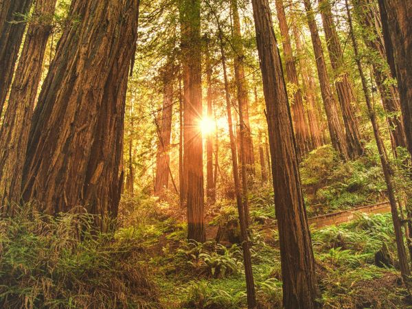 Sunbeams stream through tall redwood trees in a lush green forest, creating a warm golden morning glow.